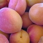Apricot